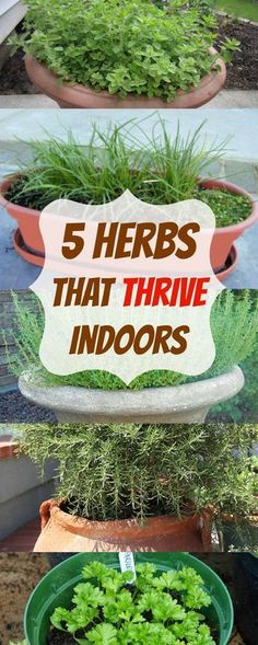 four different types of plants in pots with the words 5 herbs that thrive indoors