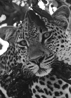 a black and white photo of a leopard resting in a tree with leaves on it's head