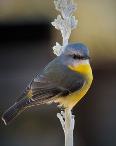 a small bird perched on top of a plant