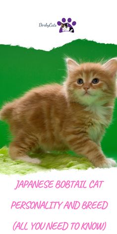 an orange and white cat sitting on top of a green background with the words japanese bobtail cat personality and breed all you need to know