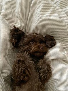 a small brown dog laying on top of a bed