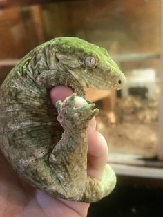 a small lizard sitting on top of a person's hand