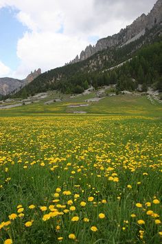 a field full of yellow dandelions with mountains in the background