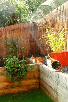 two cats sitting on top of a wooden planter