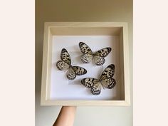 four butterflies in a shadow box being held by a hand