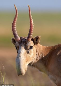 an antelope with large horns standing in the grass