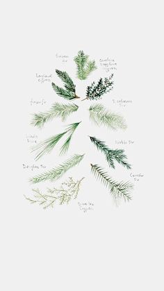 the different types of evergreen leaves and their names are shown in this hand drawn illustration