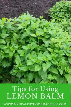 lemon balm plants with text overlay that reads tips for using lemon balm