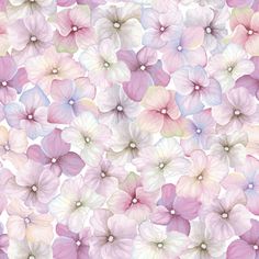 pink and white flowers are arranged in rows on a white background with watercolor effect