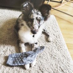 a dog laying on the floor next to a blue and white polka dot cloth toy