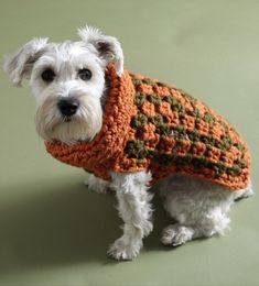 a small white dog wearing an orange and green sweater on it's back legs