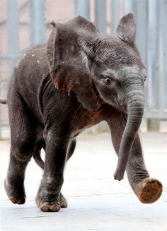 an elephant is playing with a ball in its enclosure