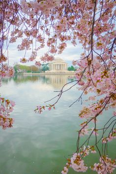 the jefferson memorial is surrounded by cherry blossoms