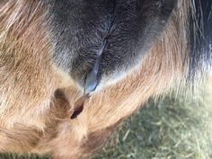 a close up view of the side of a horse's head with its tail sticking out