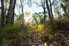 the sun shines through the trees in the forest on a path that is surrounded by leaves and grass