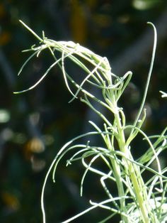 a close up view of a plant with long thin green stems and small white flowers