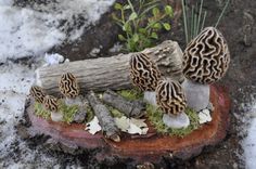 mushrooms are growing out of the bark of a tree stump in the middle of snow