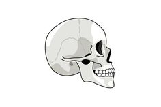 a black and white drawing of a human skull on a white background with the lower half of its face visible