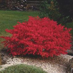 a small red tree in the middle of a garden