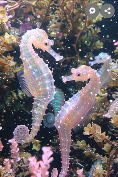 two seahorses are swimming in the water