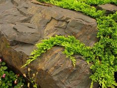 green plants growing on the side of a large rock