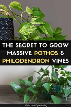 the secret to grow massive pothos and phlodendon vines