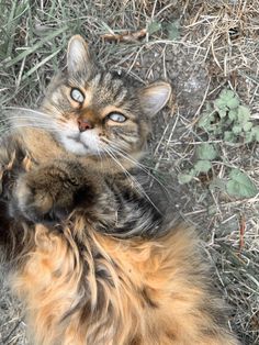 a cat laying on its back in the grass with it's paw up to its face