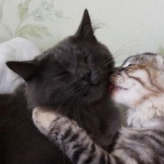 two kittens are playing with each other on the bed, one has its eyes closed