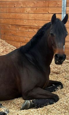 a black horse laying on top of hay next to a wooden wall and fenced in area