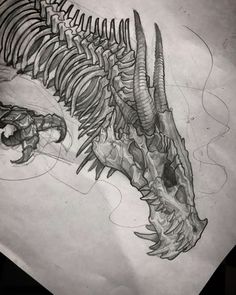 a drawing of a dinosaur skeleton