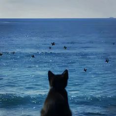 a dog looking out over the ocean at birds flying in the sky and on the water