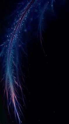 a close up view of some blue and pink feathers on a black background with water droplets