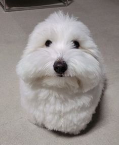 a small white dog sitting on top of a floor