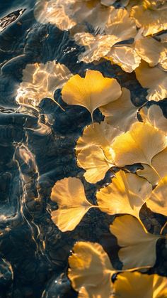 yellow leaves floating on the surface of water