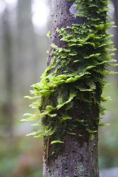 moss growing on the side of a tree trunk in a wooded area with lots of trees