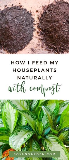 how i feed my houseplants naturally with compost