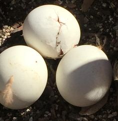 three eggs laying on the ground next to each other