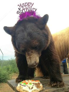 a brown bear standing next to a birthday cake