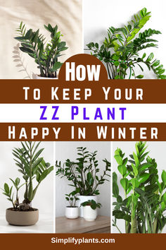 how to keep your zz plant happy in winter