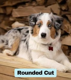 a dog laying on top of a pile of wood with the words rounded cut above it