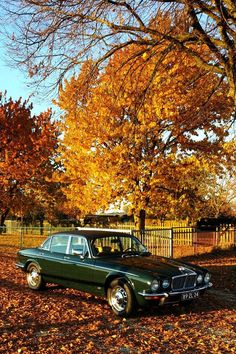 an old green car parked in front of some trees with yellow leaves on the ground