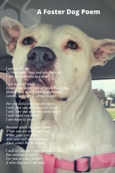 a white dog sitting in the back seat of a car with a poem written on it