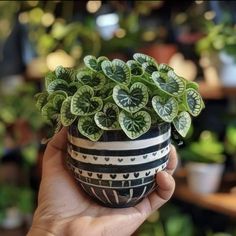 a person holding a potted plant in their hand