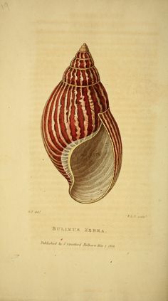 an illustration of a red and white striped shell