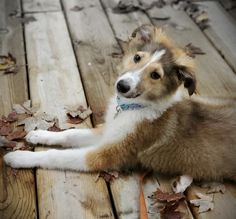 a brown and white dog laying on top of a wooden floor next to fallen leaves