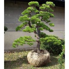 a small pine tree in a potted planter