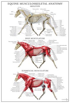 an image of the muscles and skeletal systems in a horse's back, front and side view