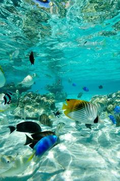 a group of fish swimming in clear blue water next to each other on a sunny day