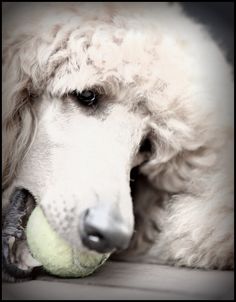 a poodle chewing on a tennis ball with it's face close to the ground