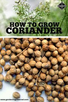 how to grow coriander in the garden with text overlay that reads, how to grow coriander